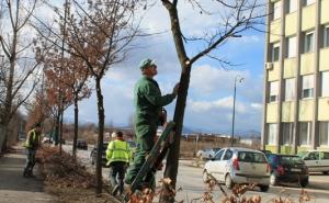  / Orezivanje aleja i drvoreda u novogradskim ulicama i trgovima, FOTO: KJKP Rad